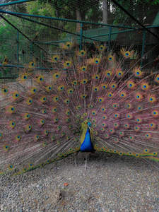 笼中孔雀开屏展示绚丽眼斑