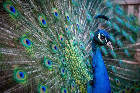 特写孔雀头颈，蓝羽熠熠生辉