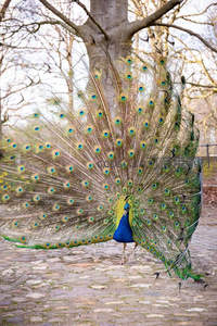 孔雀开屏，羽翼如扇展华彩