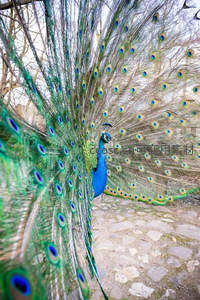 低角度仰拍孔雀开屏震撼瞬间