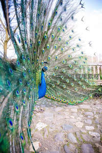 孔雀开屏于庭院，飞鸟掠过添动感