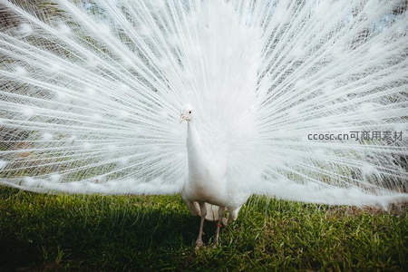 白孔雀开屏，羽翼如雪绽放于绿茵之上