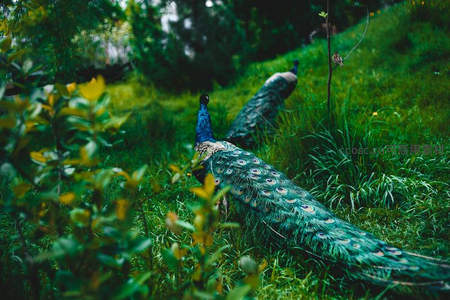 蓝孔雀漫步林间，斑斓尾羽隐现绿意之中