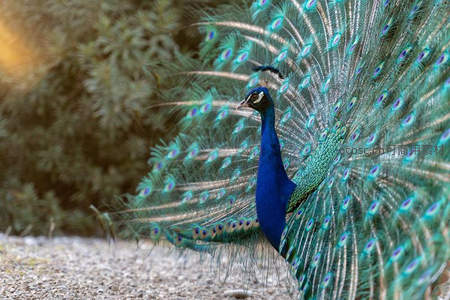 蓝孔雀盛装开屏，炫彩眼斑闪耀夺目光芒