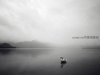 雾中孤天鹅，黑白意境湖面如水墨画境