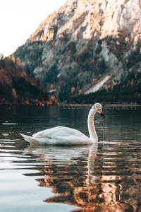 湖面天鹅优雅游弋，山影倒映如画