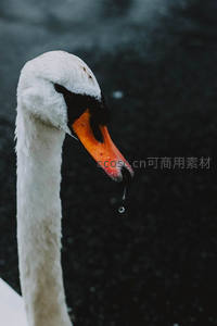 天鹅特写：橙红喙尖水滴晶莹剔透