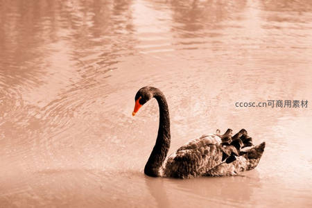 棕调黑天鹅静浮水面