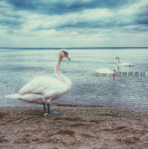 湖畔白鹅静立，远水云天相接