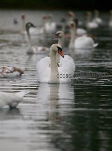 群鹅戏水雾霭中，朦胧诗意醉人心