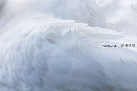天鹅羽毛的细腻纹理特写