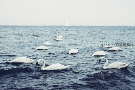 海面上成群天鹅与远方帆船的壮阔景象