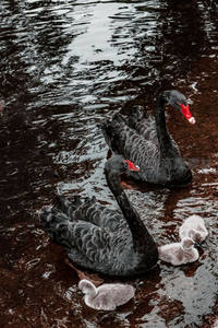 黑天鹅与雏鸟在深色水面温馨相伴