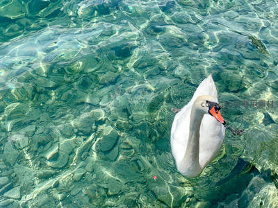 白天鹅静卧澄澈碧水映石底