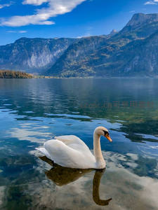 雪山湖泊中白天鹅倒影如画