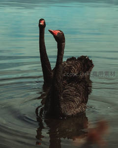 双黑天鹅湖面优雅游弋，红喙映水影