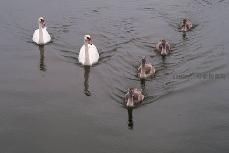 天鹅家族湖面游弋泛起涟漪