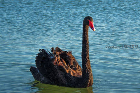 夕阳下黑天鹅展翅，金辉洒满湖面波