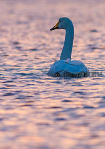 暮色湖面优雅天鹅静谧游弋