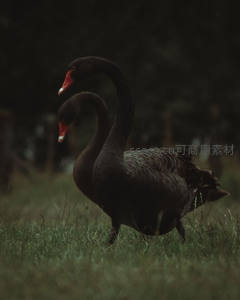 草地上黑天鹅伴侣相依漫步