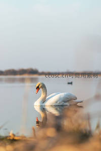 晨光中的孤寂天鹅剪影
