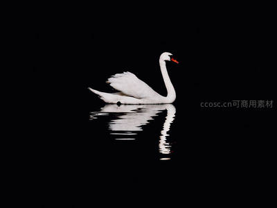 纯黑背景下孤傲天鹅的镜像之美