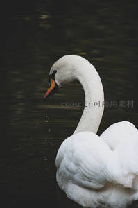 特写天鹅低头饮水水珠滴落
