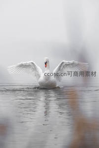 雾中天鹅展翅水面激起涟漪