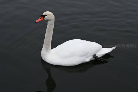 单只天鹅侧身浮游水面如镜