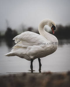 湖畔优雅白鹅静立水边