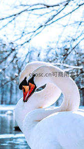 雪景中双天鹅依偎相望