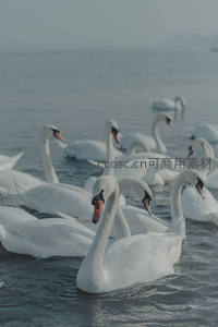 群天鹅湖面悠然游弋