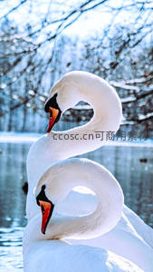 冬日双天鹅颈项相拥