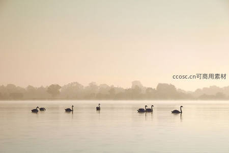 晨雾湖面黑天鹅悠然游弋