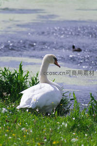 绿茵岸边白鹅静憩湖畔