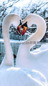 雪中双天鹅颈成心形浪漫