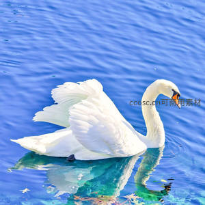 碧波荡漾白鹅展翅，水影翩翩