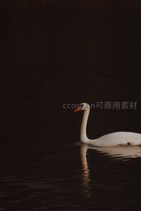 暗夜湖面孤天鹅，剪影悠然