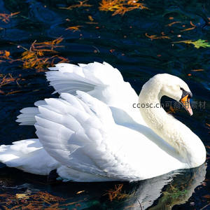 碧波荡漾中展翅的白天鹅