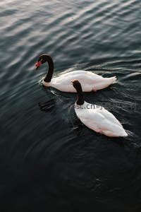 黑颈天鹅伴侣并肩划水前行