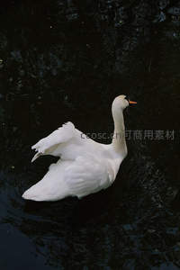 孤傲白天鹅于深色水面游弋，姿态优雅如画