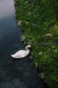 白天鹅沿河岸绿植缓缓游动，享受宁静午后时光
