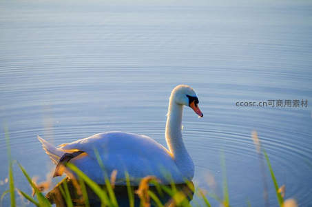 湖面优雅天鹅静享晨光