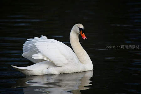 黑水映衬白羽天鹅展翅