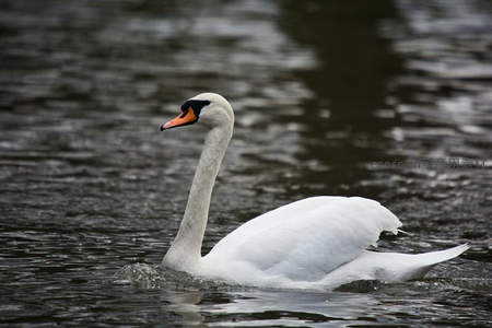 优雅白天鹅水中悠游特写
