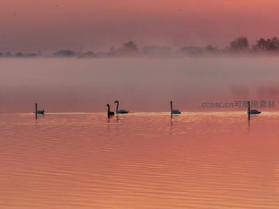 晨雾霞光中天鹅剪影