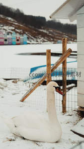 雪地中的优雅白天鹅静卧休憩