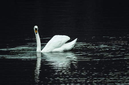 深水独游的白天鹅倒影如画