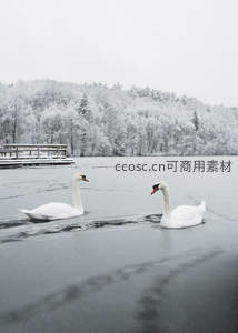 冰湖上相望的两只白天鹅