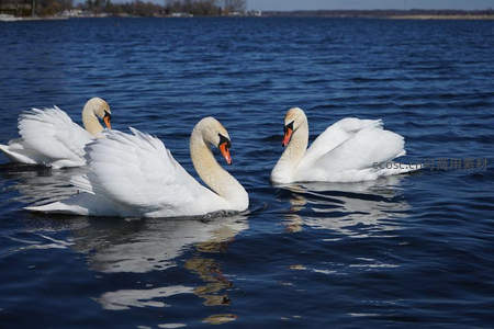 三只天鹅并肩畅游碧蓝湖面